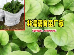 2018花卉苗批發(fā)_觀賞菊花苗批發(fā)價格_卉苗價格圖3