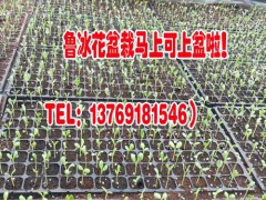 云南非洲菊種苗廠家_一般的花卉營(yíng)養(yǎng)液怎樣配制?圖1