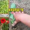 非洲菊公司客服是多少?_什么是非洲菊