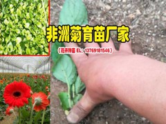 昆明非洲菊送人是什么?_狂野的愛(ài)圖2