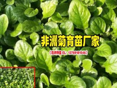 昆明非洲菊送人是什么?_狂野的愛(ài)圖3