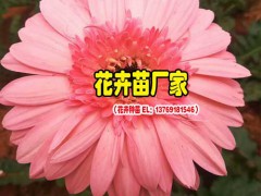 昆明非洲菊冬天開花嗎?_景鑫非洲菊種苗圖2