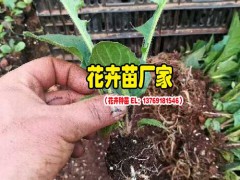 昆明非洲菊冬天開花嗎?_景鑫非洲菊種苗圖3