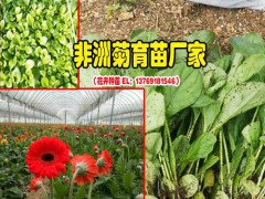 昆明非洲菊花期幾分份_景鑫非洲菊種苗圖3