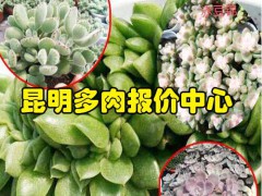 紅梅整樁無砍頭價格230.2018.10_昆明多肉報價中心圖1