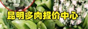 如何給多肉澆水?_昆明多肉批發(fā)市場(chǎng)