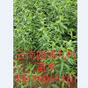 什么是遼核1號(hào)核桃苗