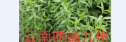 云南核桃什么時(shí)候種植好?