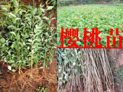 云南可以種植櫻桃嗎?_云南櫻桃樹苗圖3