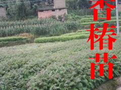 香椿什么時候吃比較好?_香椿食用方法?圖2