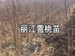 麗江雪桃苗培育基地圖3