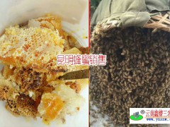 昆明哪里可以買到正宗的土蜂蜜?圖3