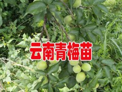 2018青梅產(chǎn)地行情價格_大青梅云南大理36元/斤圖3