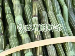 鐵皮石斛禮盒裝_ 怎樣種鐵皮石斛_ 白芨種植基地信息圖3