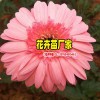 非洲菊育苗10余年_景鑫非洲菊種苗