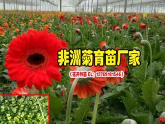 昆明景鑫非洲菊施什么肥料;非洲菊?qǐng)D3