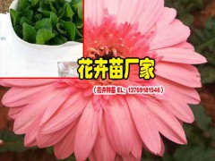 昆明景鑫非洲菊施什么肥料;非洲菊?qǐng)D2