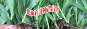 錦陽(yáng)白芨咨詢_錦陽(yáng)白芨