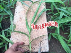 白芨種植時(shí)間_白芨豐產(chǎn)苗多少錢?圖2