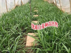 白芨種植時(shí)間_白芨豐產(chǎn)苗多少錢?圖3