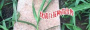 白芨種苗多少錢(qián)一公斤_白芨多少錢(qián)一苗- 白芨苗多少錢(qián)?