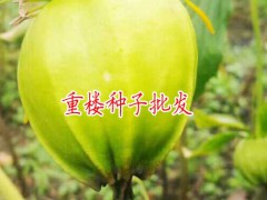 重樓畝產(chǎn)800-1000公斤_重樓畝產(chǎn)種子40-200公斤圖3