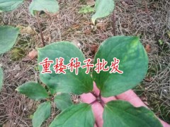 重樓種子萌芽技術(shù)_重樓種子儲(chǔ)藏技術(shù)_重樓種子采摘技術(shù)圖2