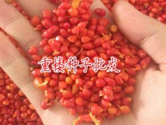 重樓種子萌芽技術(shù)_重樓種子儲(chǔ)藏技術(shù)_重樓種子采摘技術(shù)圖3