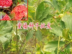 提供催芽重樓種植|重樓種苗批發(fā)|重樓多少錢一斤|圖3