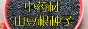 山豆根種子多少錢一斤?_山豆根種子一斤多少錢?山豆根產(chǎn)地