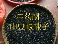 山豆根種子圖片_山豆根畝產(chǎn)量是多少?圖3