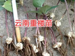 昭通,昆明滇重樓苗多少錢一株?滇重樓苗多少一株?圖1