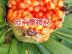 重樓苗圖片_重樓苗多少錢(qián)一株?_圖2