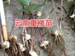 重樓苗圖片_重樓苗多少錢(qián)一株?_圖3