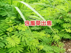 云南含羞草小苗_臨滄含羞草的小苗_ 永德含羞草小苗圖3