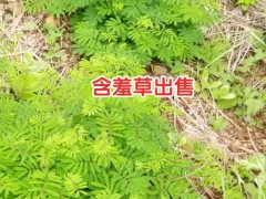 含羞草小苗批發(fā)_含羞草小苗圖_含羞草小苗圖片圖2