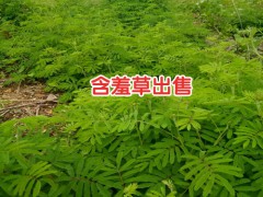 含羞草出苗_含羞草批發(fā)廠家圖2