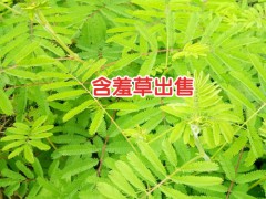 含羞草出苗_含羞草批發(fā)廠家圖3