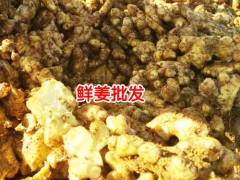 云南板橋姜塊價(jià)格_云南板橋姜塊價(jià)格行情圖3