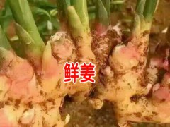 2018姜漲價_今年黃姜的價格行情_黃姜收購價格聯(lián)系方式圖2