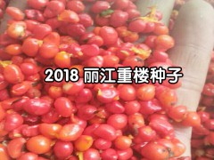 一年生白芨苗，白芨所屬品種均為紫花三叉大白芨圖3