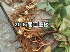 一年生白芨苗，白芨所屬品種均為紫花三叉大白芨圖2