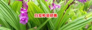 大理白芨種苗價(jià)格表