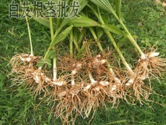 白芨什么功效_小白芨功效是什么？圖3