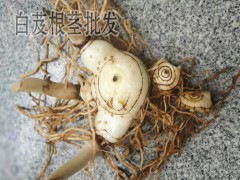 白芨的塊莖價格_白芨塊莖市場價格_白芨塊莖種苗價格圖3