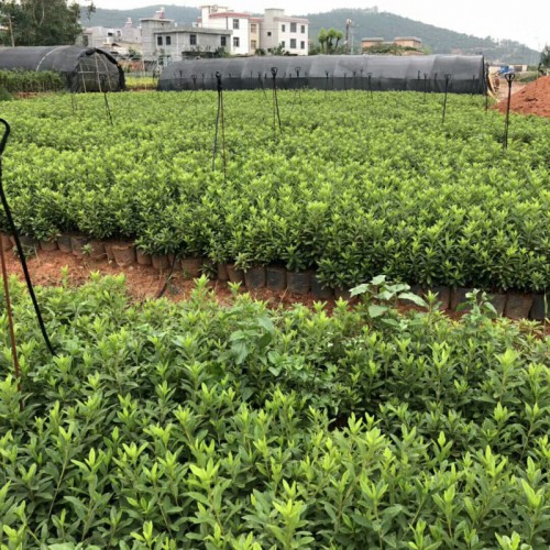 云南毛鵑樹種植技術(shù)_毛鵑苗種植特點(diǎn)-