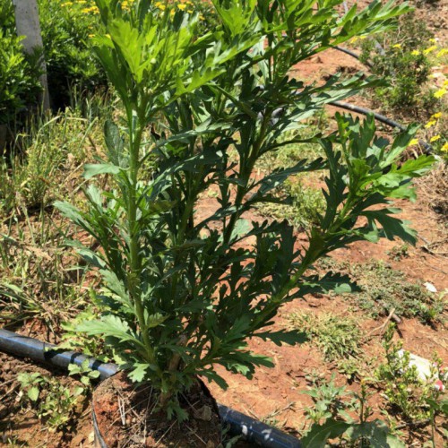 云南斗南鮮花暮春菊_木春菊種子育苗圖片