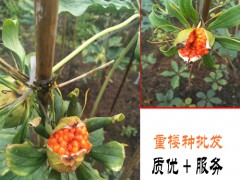 曲靖會(huì)澤七葉一枝花_七葉一枝花種子價(jià)格圖3