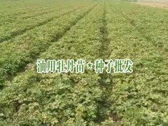 山東菏澤油用牡丹_適合云南/貴州/四川種植的油用牡丹種苗圖2