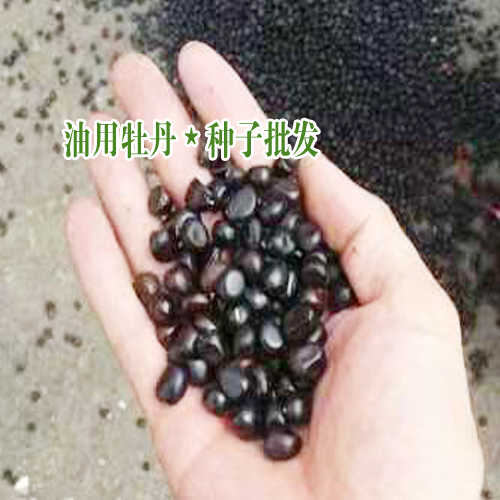 今日油用牡丹種子價格_油用牡丹種植技術(shù)指導(dǎo)